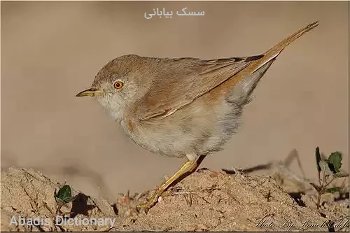 سسک بیابانی